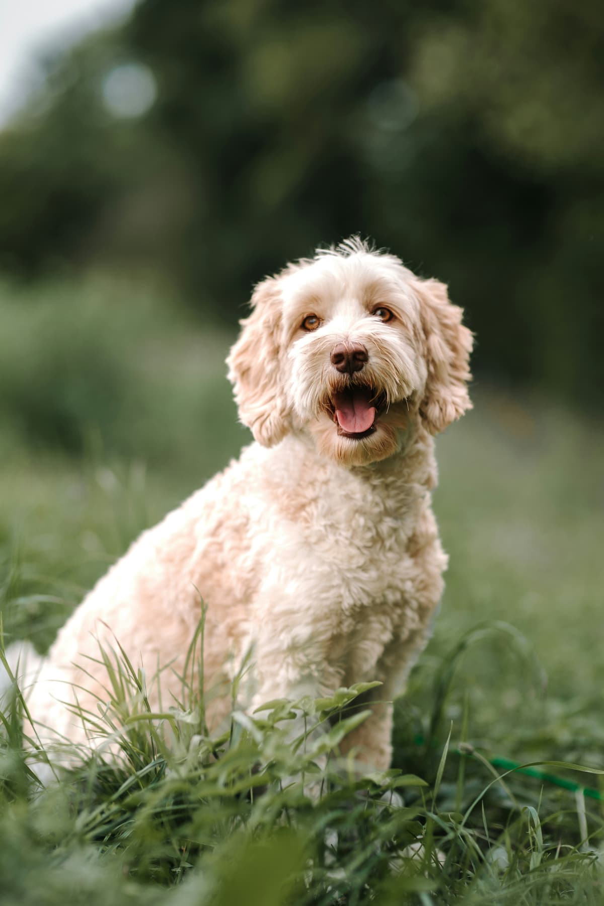 Labradoodle. © Janosch Diggelmann/Unsplash