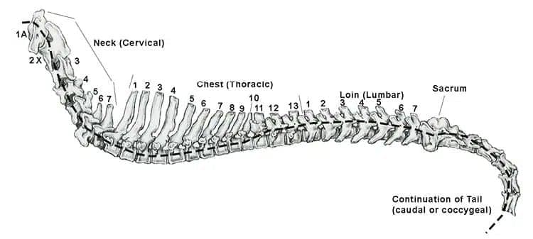 The canine spine is divided into five regions.Image from Talking About Dogs by Anne M. Tureen; p. 124.