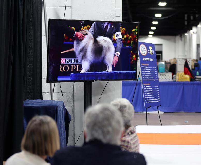 The National Dog Show Presented by Purina: The Kennel Club of Philadelphia’s Thanksgiving Gift