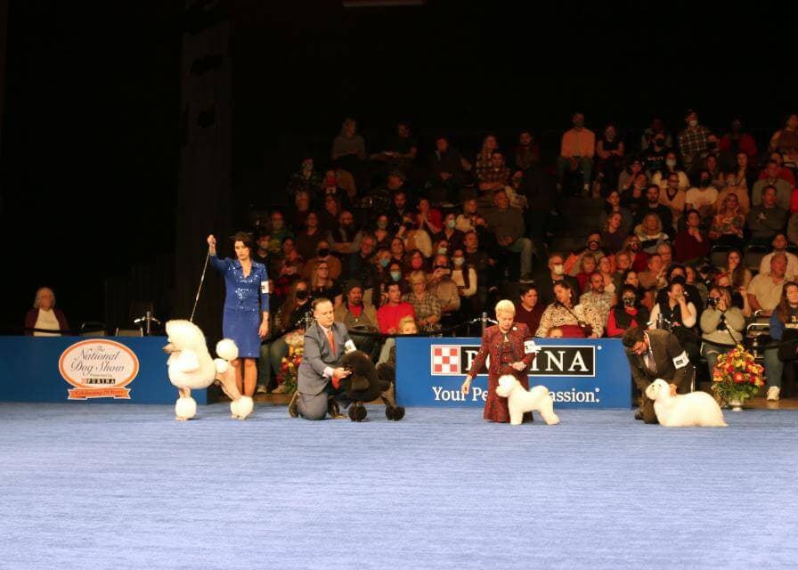 The National Dog Show Presented by Purina: The Kennel Club of Philadelphia’s Thanksgiving Gift