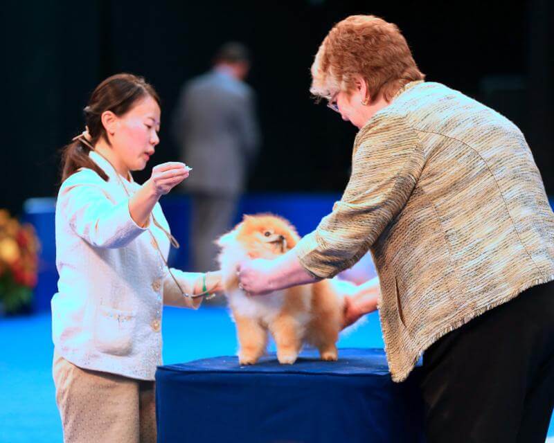The National Dog Show Presented by Purina: The Kennel Club of Philadelphia’s Thanksgiving Gift