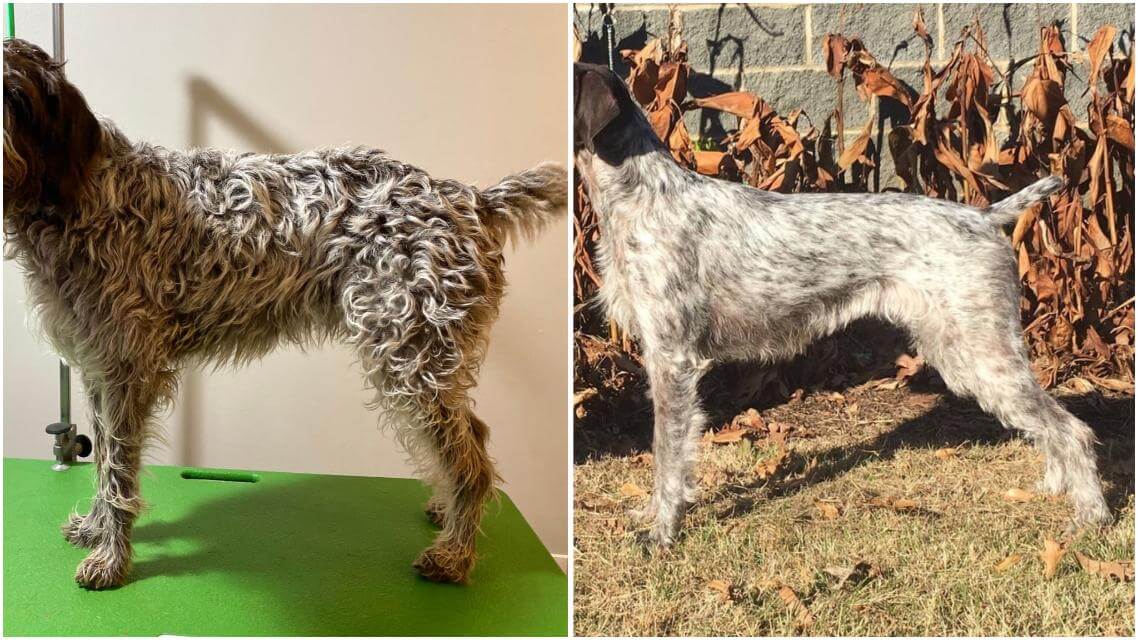 A poor-coated dog (soft texture, curly, not close lying) ungroomed, and groomed to appear better coated.