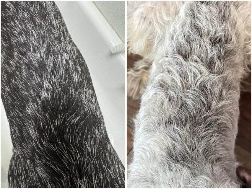 Correct coat (L). Poor coat (R). Note the lack of texture, defined curl, openness of the hair, and not lying flat on the right.