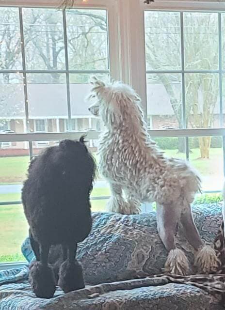 Poodles