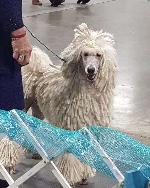 Poodle
