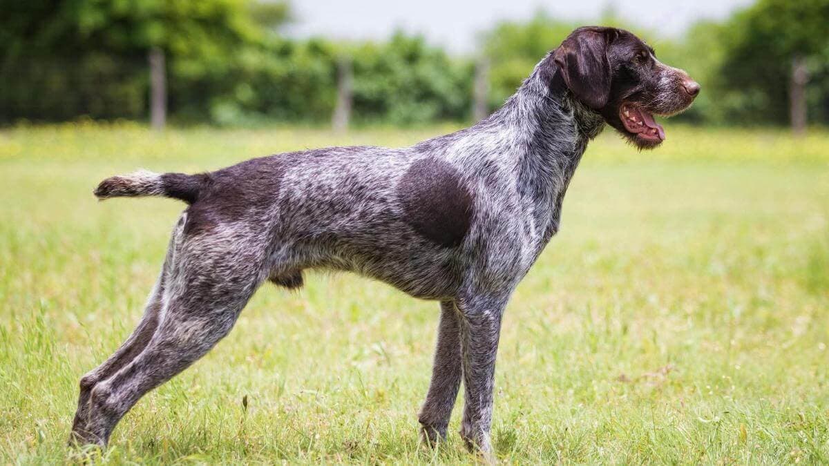 German Wirehaired Pointer