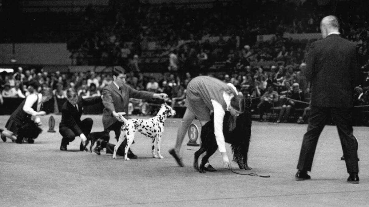 Just before Judge Dick Cooper chooses his Westminster Juniors winner. note that Charlie has his dog already perfectly set up while the other finalists are still working.