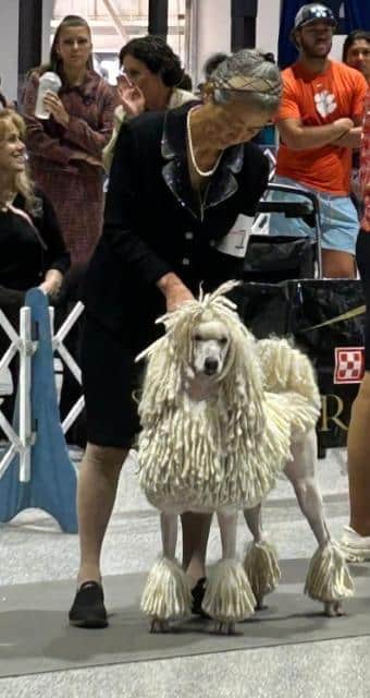 Poodle