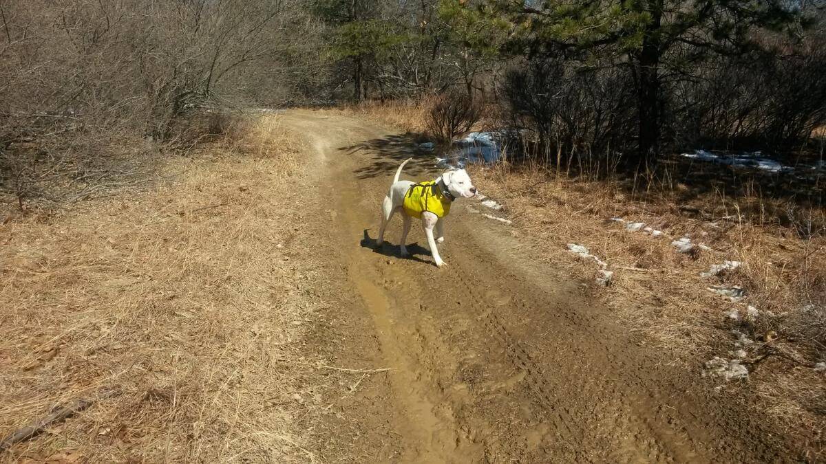 Hunting-Movement-balance Dogo Argentino