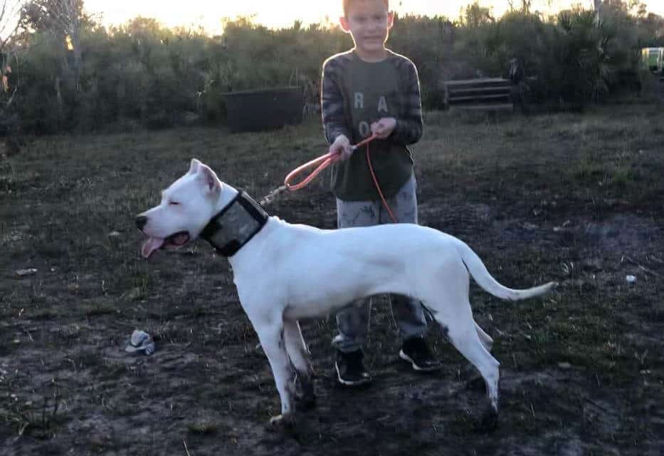 Hunting harmony kids