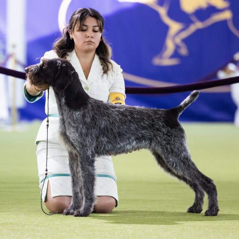 German Wirehaired Pointer at a dog show with correct coat, not over-groomed