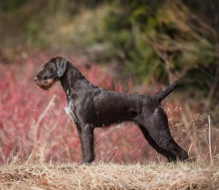 German Wirehaired Pointer
