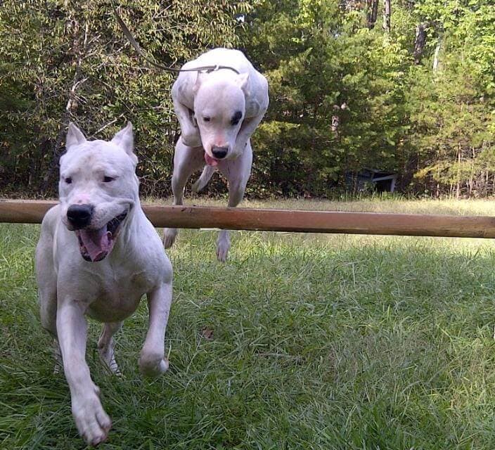 Jump Balance harmony