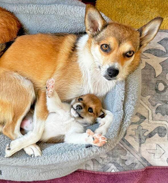 Norwegian Lundehunds, or "Lundies," are a small,agile spitz breed