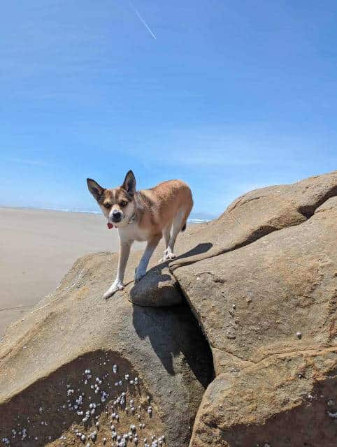 Extra toes and flexible shoulders enable Lundehunds to climb and descendwith ease.