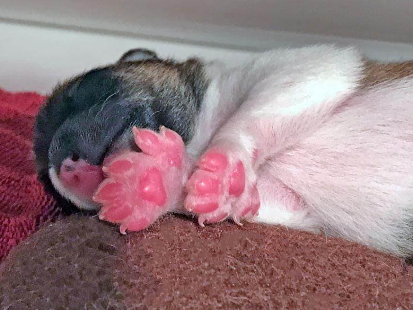 A polydactyl newborn sleeping.