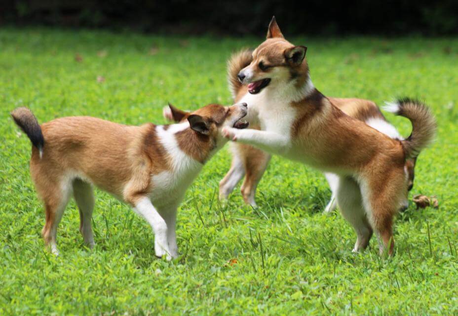 While gregarious with other dogs, Lundehunds are somewhat wary of strangers.