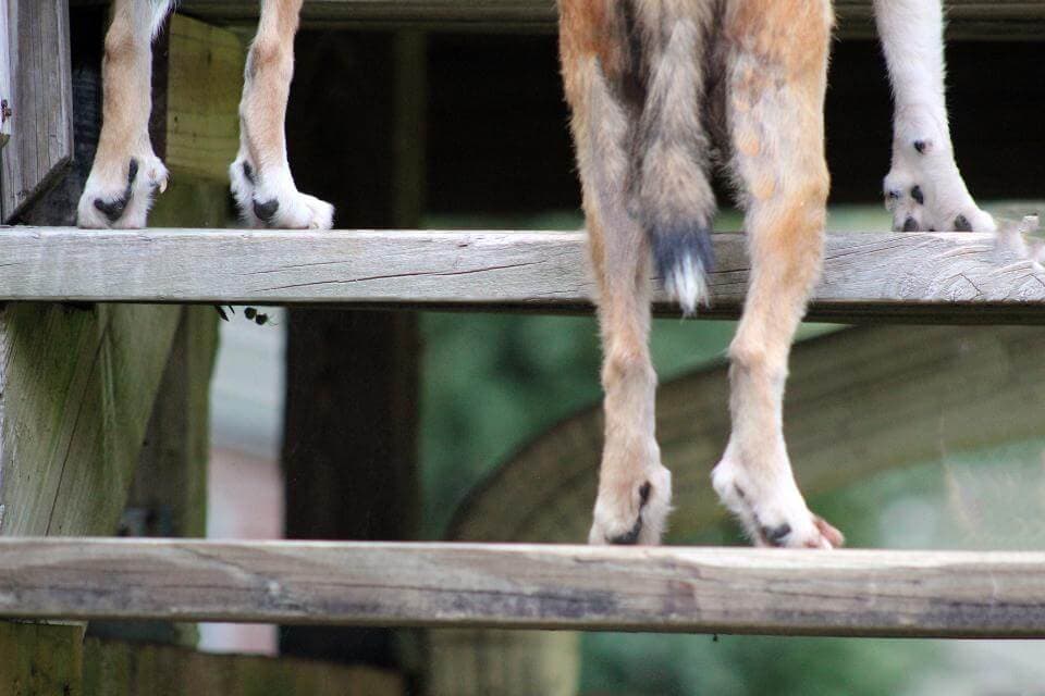 Rear feet are commonly turned slightly outward and have a distinctive"swoosh-shaped” pad.
