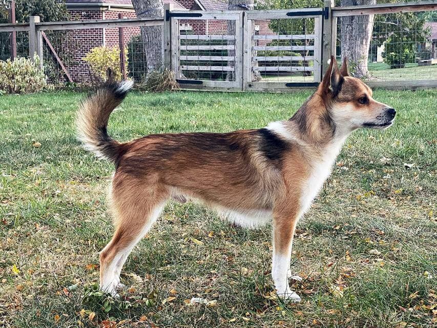 A Lundehund’s coat ranges from fallow to reddish brown, to tan, and can have black tippingand white markings.