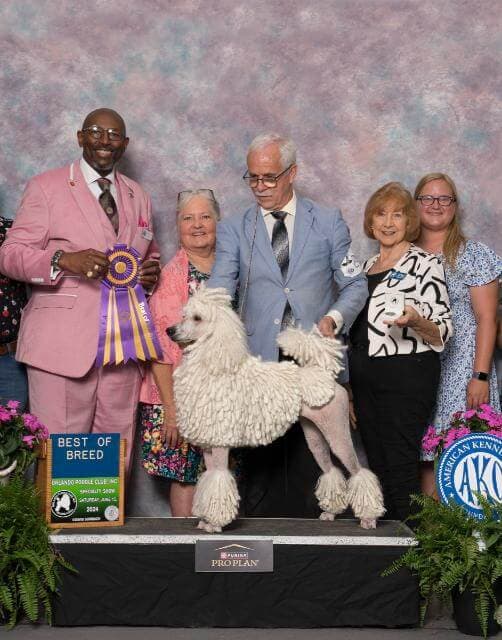 Poodle