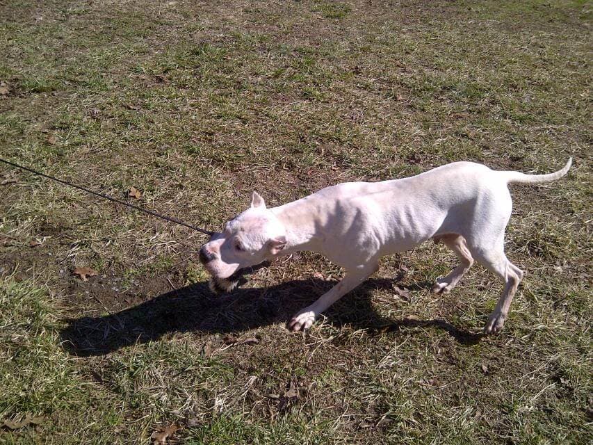 Tug o war Harmony
