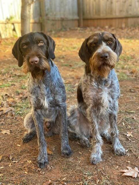 German Wiredhaired Pointers