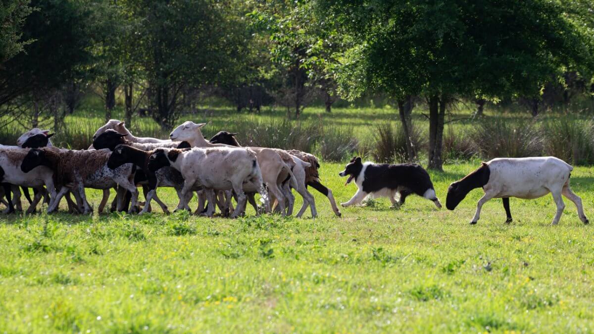 Border Collie herding livestock