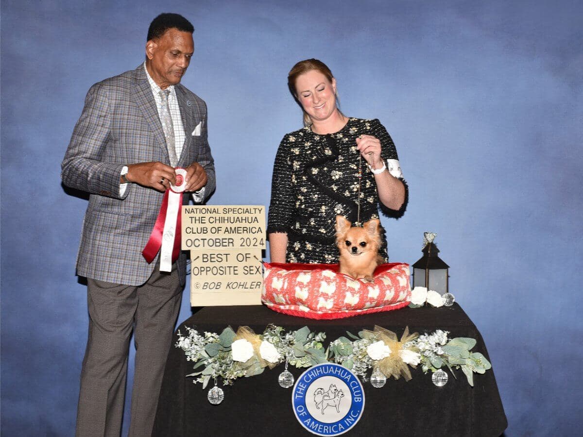 Kristi Green | Knockout Chihuahuas