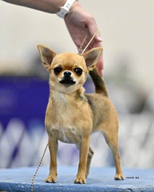 Kristi Green | Knockout Chihuahuas