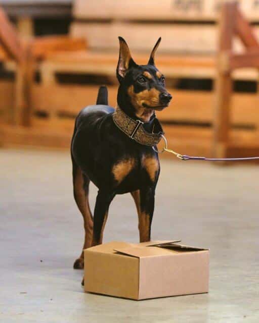 German Pinscher