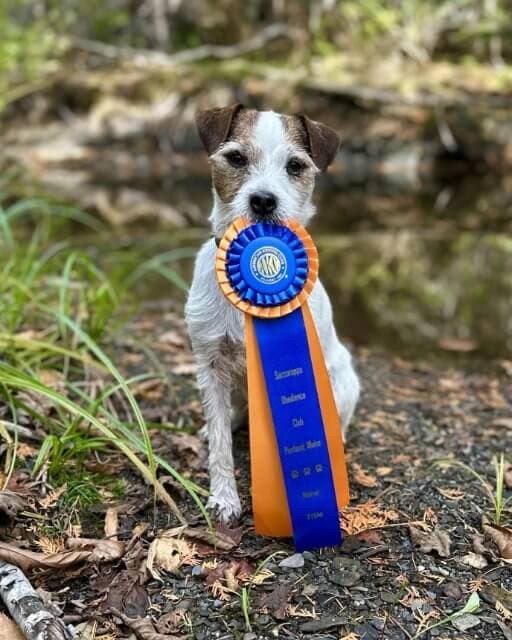 GCH CH UKC-CH Heart Songs Sigtryggr Gale of Foxwarren BN CD RE BCAT ATT CGCA TKI SIN SIA SEN SCN SBN SWN RAT HRAT HRRT1 HRMZ1