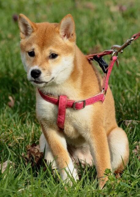 Dog with a harness
