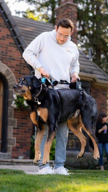 Dog with a harness