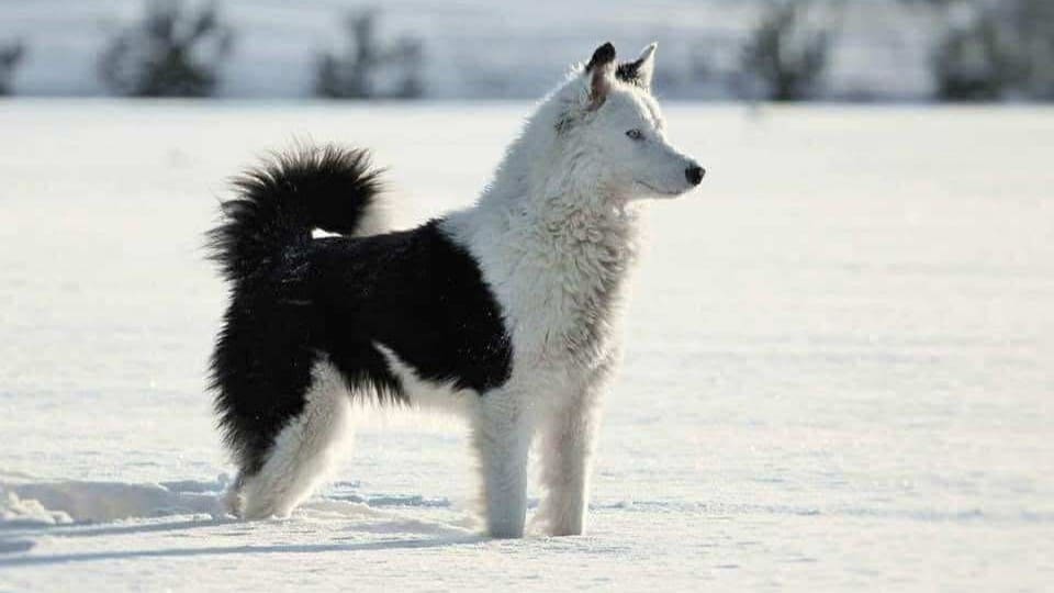 Yakutian Laika on a snowy field