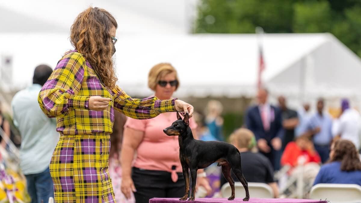 Michelle Barlak at a dog show with a Toy Manchester Terrier