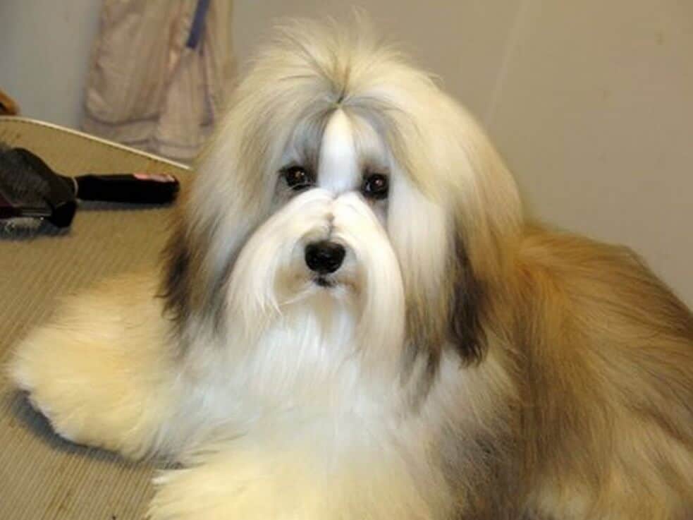 Beautiful Havanese eyes