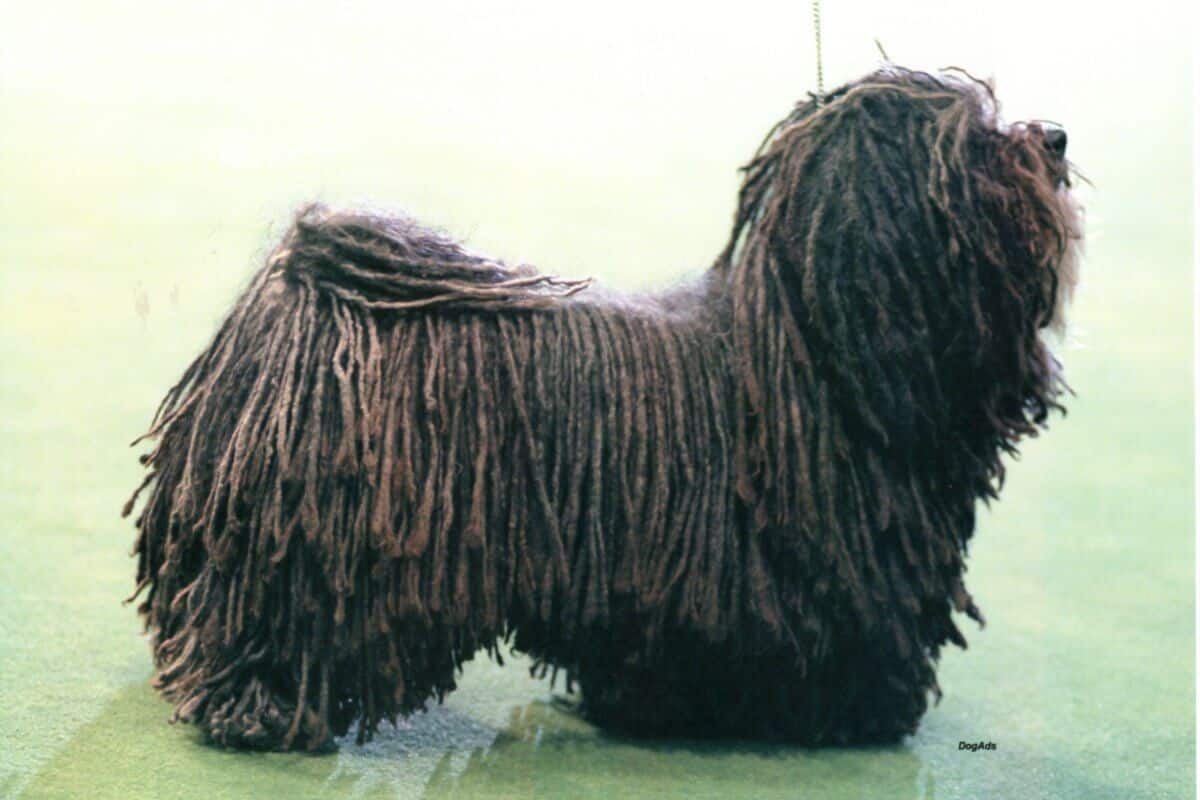 Corded Havanese