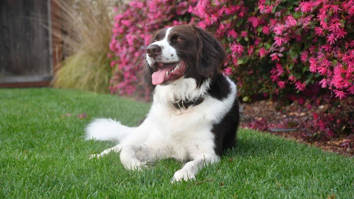 Drentsche Patrijshond lying on the ground with flowers in the background
