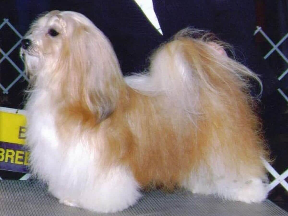 Havanese with braids
