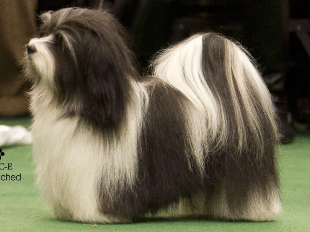 Proper coat, length of body, and tail set