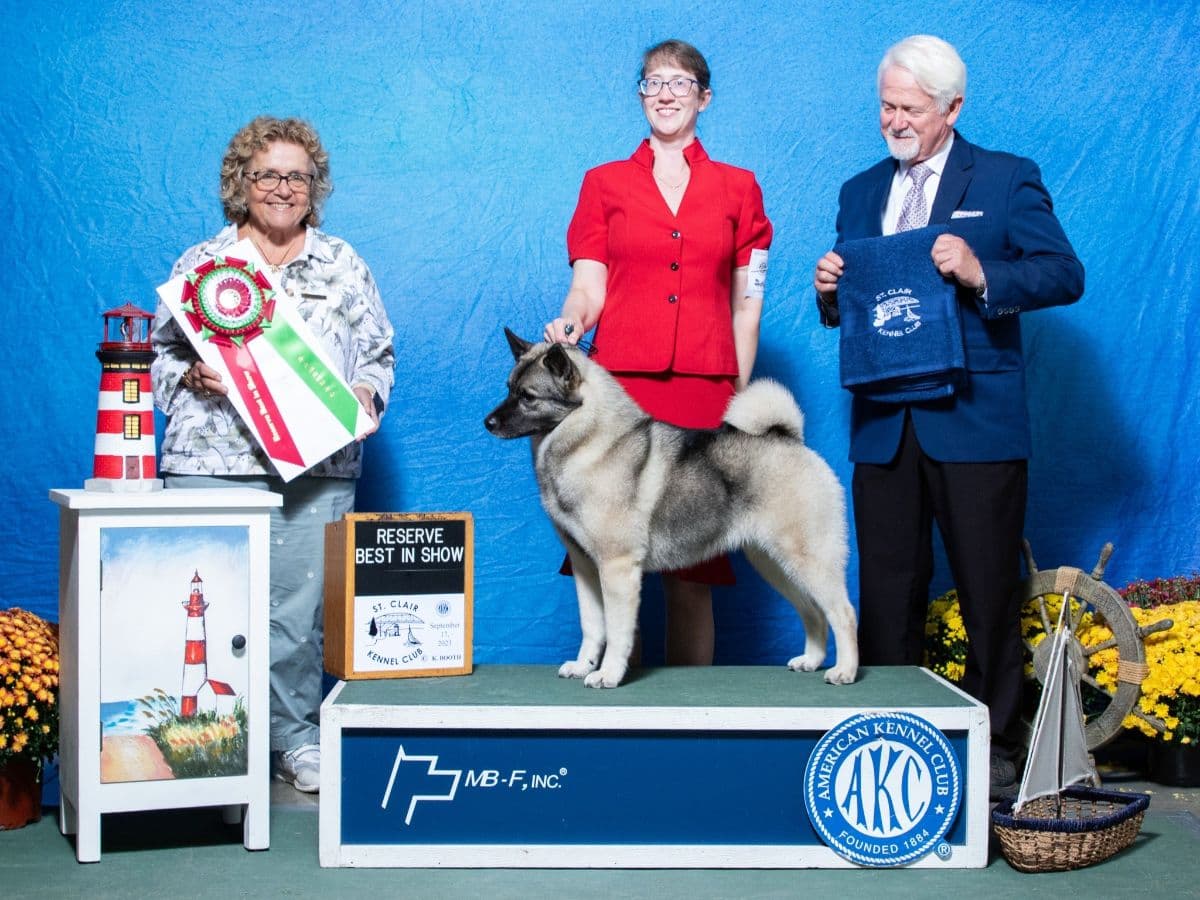 Andy Vance | Vin-Melca Norwegian Elkhounds