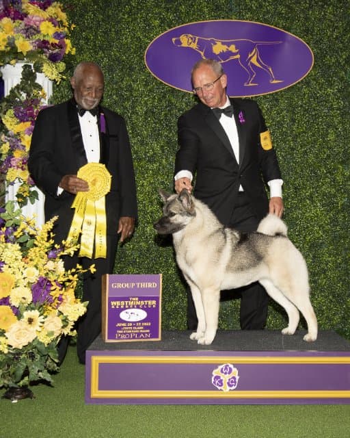 Andy Vance | Vin-Melca Norwegian Elkhounds
