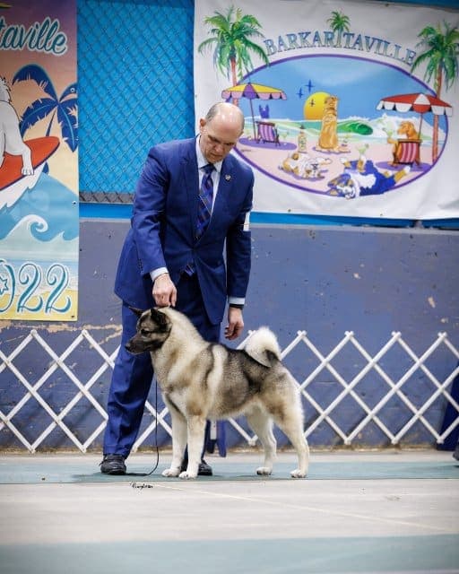 Andy Vance | Vin-Melca Norwegian Elkhounds