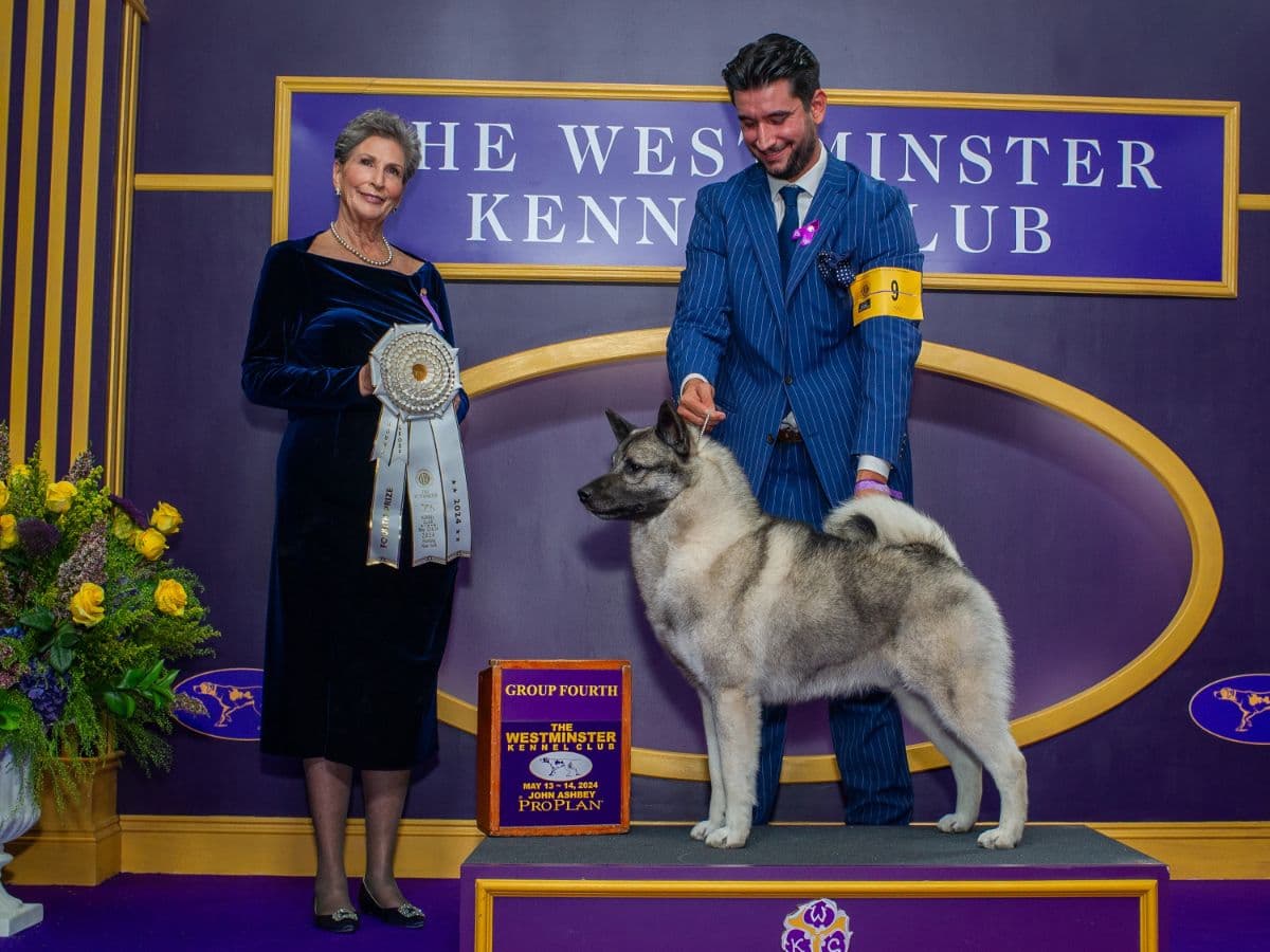 Andy Vance | Vin-Melca Norwegian Elkhounds