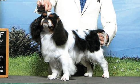 BIS NBISS GChS Cheri-A Wingo Lord Paddington, “Paddington” or “P2”