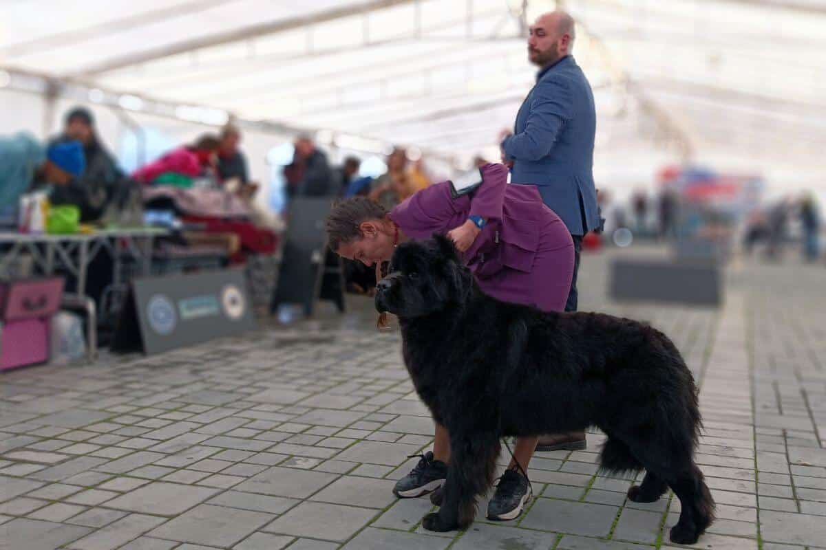 A Dog Show Travel Journal from the Balkans