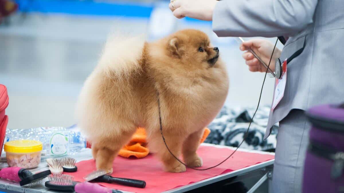 Pomeranian at the Dog Show, grooming on the table