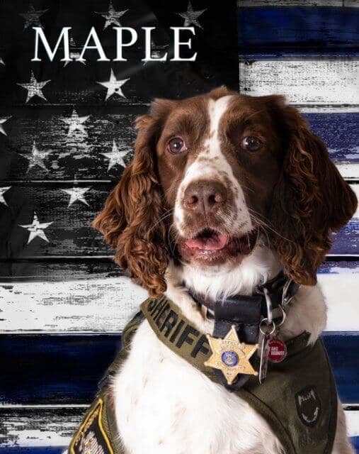 A dog wearing a badge and a vest is sitting in front of an American flag.