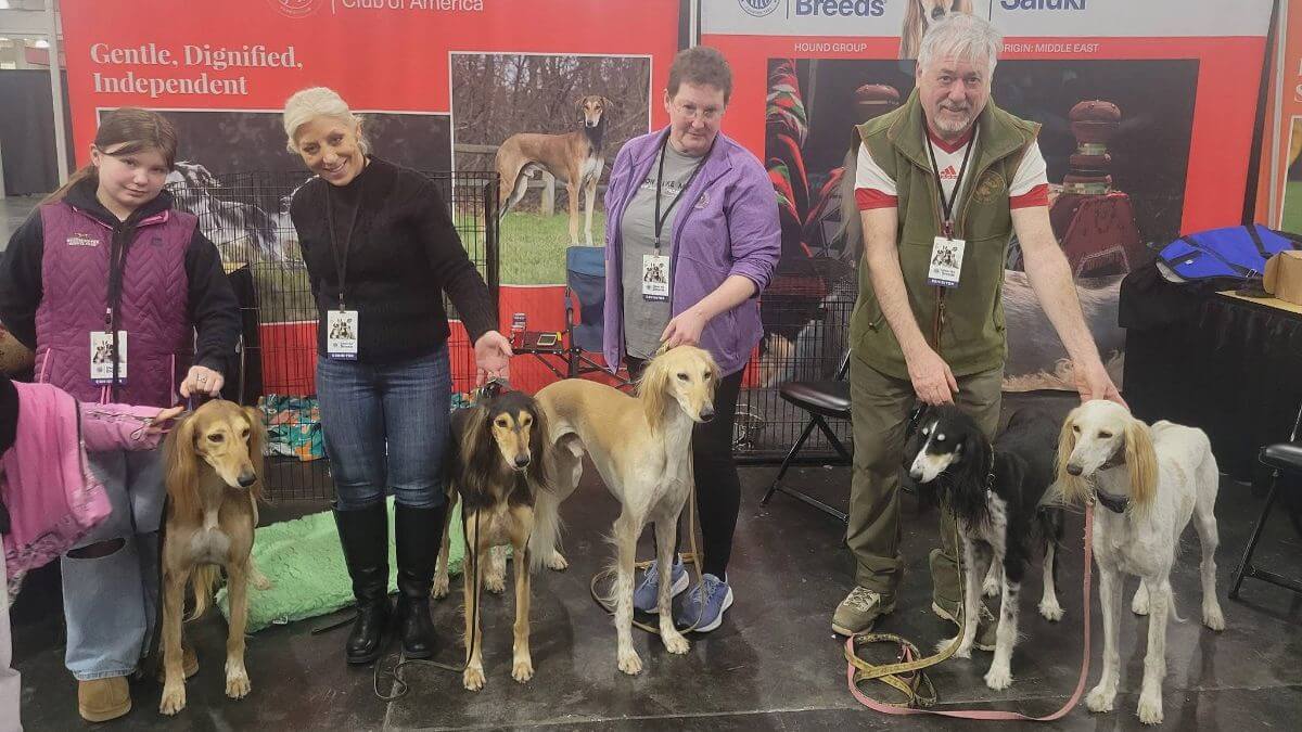 AKC provides the infrastructure, but it is the owners and the dogs themselves that provide the magic. These Salukis (and their humans) did a great job!