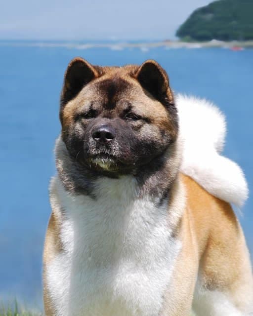 Akita